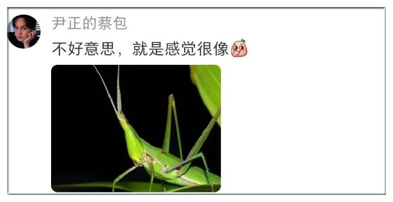 Word文档图片