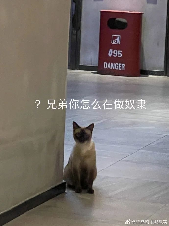 Word文档图片