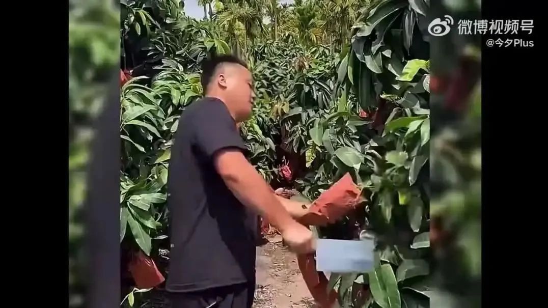 Word文档图片